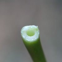 Carica papaya L.